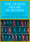 The Human Figure In Motion