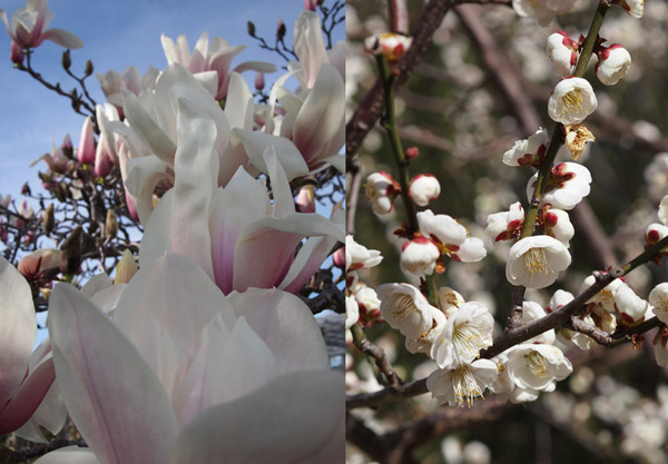 Plum Blossoms, Magnolias and Twins at Huntington Gardens