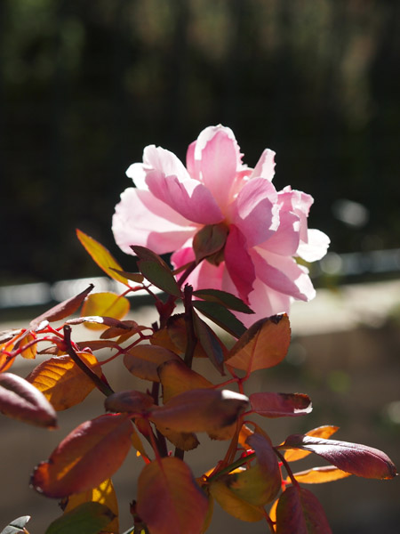Mortimer Sackler Rose