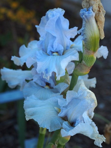 Summertime Blues Iris