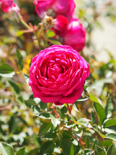 Duftendes Weisskirchen Rose