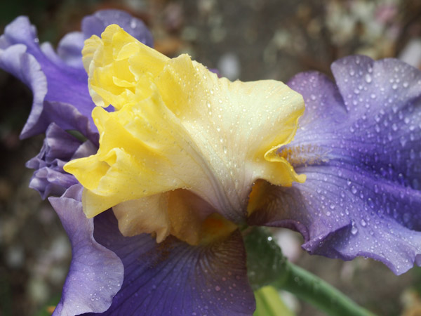 Iris