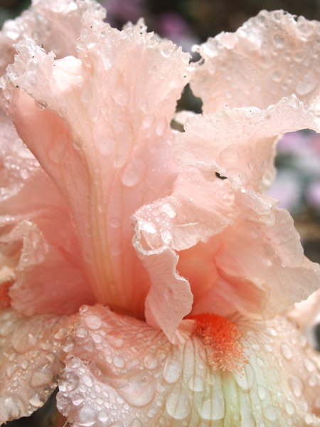 Glitter Repink Iris